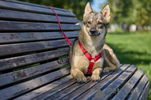 Photo №2 to announcement № 154298 for the sale of non-pedigree dogs - buy in Russian Federation 