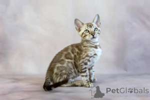 Photo №2 to announcement № 153225 for the sale of bengal cat - buy in Sweden private announcement