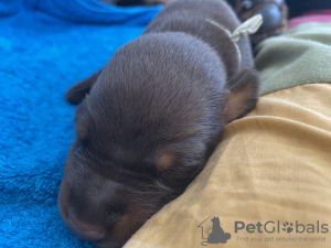 Additional photos: Dobermann puppies from kennel IMIDZ