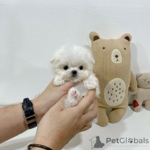 Photo №3. 3 Cute Teacup Maltese Puppies available Female AKC registered Vet health checked. Canada
