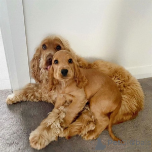 Photo №1. english cocker spaniel - for sale in the city of Франкфурт-на-Майне | 296$ | Announcement № 78591