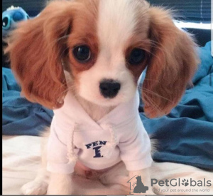 Photo №2 to announcement № 51360 for the sale of cavalier king charles spaniel - buy in Virgin Islands, British private announcement