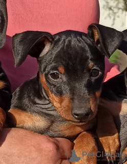 Photo №4. I will sell miniature pinscher in the city of Kiev. private announcement, from nursery - price - 547$
