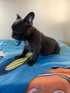 Photo №4. I will sell french bulldog in the city of Berlin. private announcement, breeder - price - 380$
