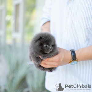 Photo №1. pomeranian - for sale in the city of Paris | negotiated | Announcement № 86534