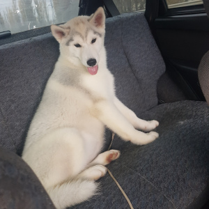 Photo №1. siberian husky - for sale in the city of Dace | 233$ | Announcement № 4139