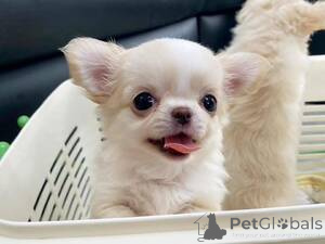 Photo №1. chihuahua - for sale in the city of Athani | negotiated | Announcement № 169267