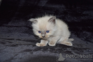 Photo №3. Healthy Ragdoll kittens available around you. Spain