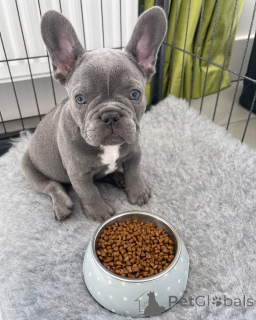 Photo №1. french bulldog - for sale in the city of Оттава | 350$ | Announcement № 137376