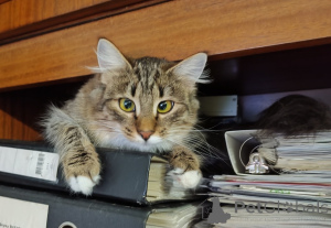 Photo №3. Tender Melina. Belarus