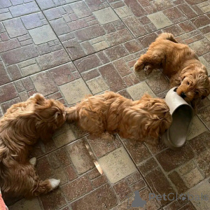 Photo №3. Miniature havanese puppies available for rehoming. United States