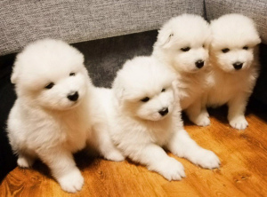 Photo №1. samoyed dog - for sale in the city of Minsk | 500$ | Announcement № 3938