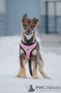 Additional photos: Puppies girls Zoya and Anfisa want to find a home and a loving family!