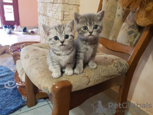 Photo №2 to announcement № 25505 for the sale of british shorthair - buy in United Kingdom private announcement