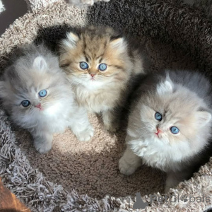 Photo №1. persian cat - for sale in the city of Überlingen | 329$ | Announcement № 147323