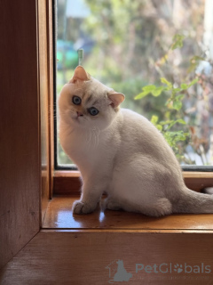 Photo №4. I will sell british shorthair in the city of Toowoomba. breeder - price - 700$