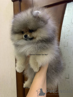 Photo №1. pomeranian - for sale in the city of Kishinev | 1585$ | Announcement № 88531