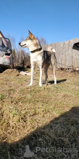 Additional photos: West Siberian Laika puppies