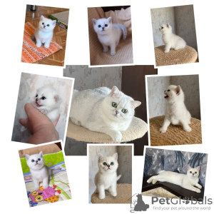 Photo №3. britishcats kittens for sale. Kazakhstan