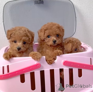 Photo №2 to announcement № 161017 for the sale of poodle (toy) - buy in Finland private announcement, breeder