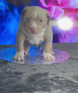 Additional photos: American bully puppies