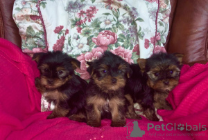 Photo №1. beaver yorkshire terrier - for sale in the city of Munich | Is free | Announcement № 80675