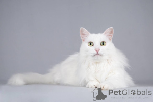 Photo №2 to announcement № 164480 for the sale of turkish angora - buy in Russian Federation from the shelter