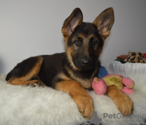 Photo №1. german shepherd - for sale in the city of Lisbon | 250$ | Announcement № 117808