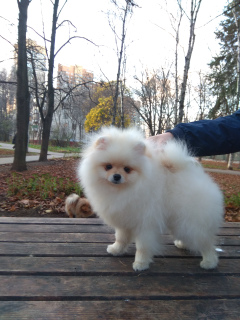 Photo №3. The bred girl pom spitz. 9m.. Russian Federation