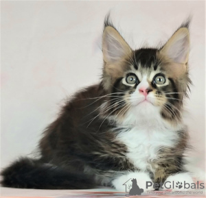 Photo №1. maine coon - for sale in the city of St. Petersburg | negotiated | Announcement № 11570