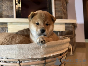 Photo №4. I will sell shiba inu in the city of Jakovo.  - price - 740$