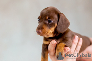 Photo №3. Rabbit Dachshund puppy, brown and tan male. Belarus