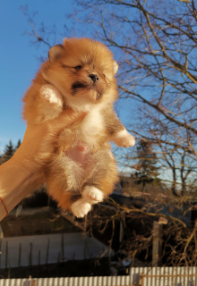 Photo №2 to announcement № 4890 for the sale of pomeranian - buy in Russian Federation from nursery, breeder