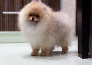 Photo №1. pomeranian - for sale in the city of Минск | 1670$ | Announcement № 4720