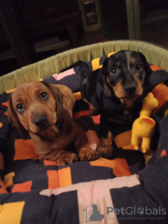 Photo №2 to announcement № 14736 for the sale of dachshund - buy in Ukraine private announcement