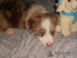 Photo №3. Australian Shepherd Puppies. Finland