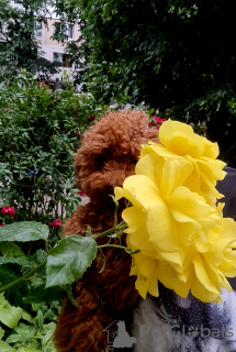 Photo №3. DARK RED TOY POODLE. Belgium