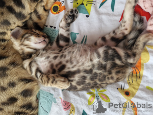 Additional photos: bengal kittens