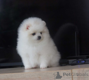 Additional photos: pomeranian