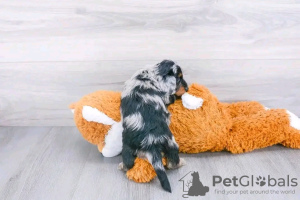 Photo №2 to announcement № 131972 for the sale of dachshund - buy in United States private announcement