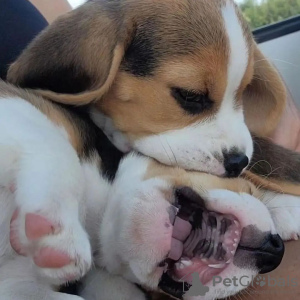 Additional photos: Beautiful tricolor beagle puppies.