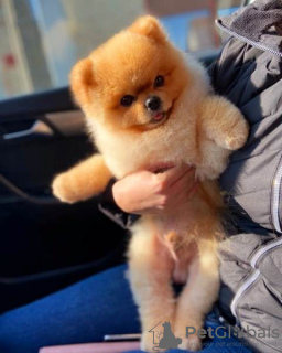 Photo №1. pomeranian - for sale in the city of Werbass | negotiated | Announcement № 81498
