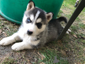 Photo №2 to announcement № 81669 for the sale of siberian husky - buy in Germany private announcement