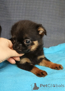 Photo №1. petit brabançon - for sale in the city of Moscow river | 556$ | Announcement № 165075