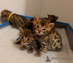 Photo №1. bengal cat - for sale in the city of Arłamów | 361$ | Announcement № 178681