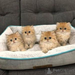 Photo №1. persian cat - for sale in the city of Hanksville | 300$ | Announcement № 129570