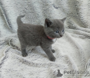 Photo №2 to announcement № 123661 for the sale of british shorthair - buy in Germany private announcement