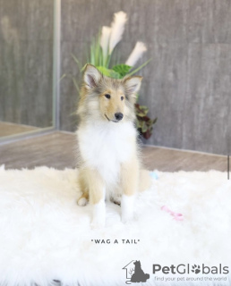 Photo №2 to announcement № 99577 for the sale of rough collie - buy in Germany private announcement, from nursery, from the shelter
