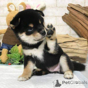 Photo №2 to announcement № 136565 for the sale of shiba inu - buy in Germany breeder