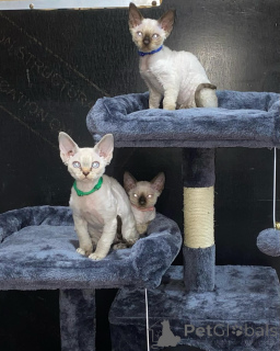 Photo №3. Gorgeous Devon Rex Kittens for sale. United States